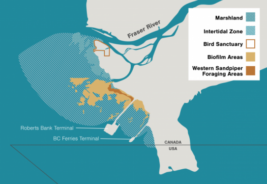 This map shows the location of Roberts Bank and the existing Deltaport terminal in the Fraser River delta. It also highlights the adjacent swath of mud and biofilm that may be affected. Western sandpipers that land at Roberts Bank feed on biofilm and prefer to stay within about 300 meters of the shore. Illustration by Mark Garrison